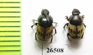 Scarabaeinae,  Onthophagus Nitidulus,  Pair,  Iri,  Hormozgan Prov.