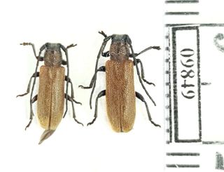 Cerambycidae Anaesthetis Testacea Russia,  South Urals