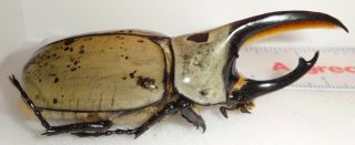 Dynastes Granti 73.  8mm Arizona Dg2 Rhino Beetle Insect Western Hercules Beetle