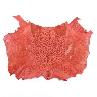 Bufo Marinus Cane Toad Skin Professionally Dyed Craft Leather Red Orange