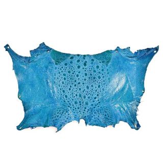 Bufo Marinus Cane Toad Skin Taxidermy Dyed Craft Leather Cyan Blue