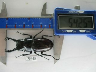 73463 Lucanidae: Pseudorhaetus Oberthuri.  Vietnam,  Ha Giang.  54mm