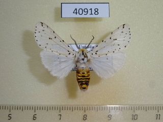 Arctiidae Alpenus Sp.  Affiniola Uganda