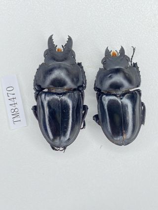 Tm84470 Lucanidae Neolucanus Ssp 42/36mm Anhui
