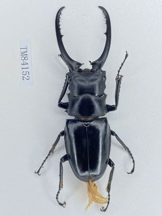 Tm84152 Lucanidae Prosopocoilus Comfucius 75mm Hainan Is