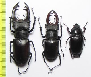 Lucanidae,  Lucanus Cervus,  Pair,  Russia 69/56 Mm