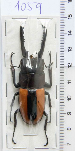 Lucanidae: Prosopocoilus Fruhstorferi Fruhstorferi A1,  62 Mm,  1 Pc