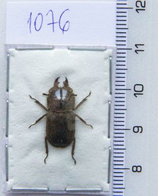 Lucanidae: Gnaphaloryx Gracilis Keijiroi A1,  1 Pc