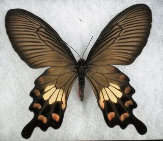 Insect/butterfly/ Papilio Ssp.  - Female 3.  5 "