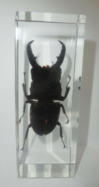 Male Comb Horned Black Stag Beetle Education Insect Specimen In Clear Block
