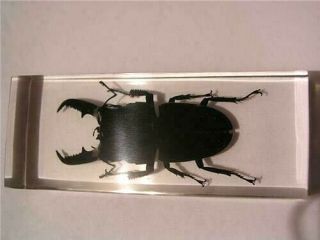 Giant Stag Beetle Insect Pinch Beetle In Acrylic Paperweight 4 1/4x1x2 Inch