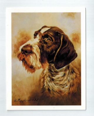 German Wirehaired Pointer Head Notecards 12 Note Cards W Envelopes Ruth Maystead