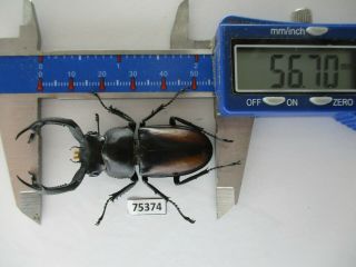 75374 Lucanidae: Rhaetulus Crenatus.  Vietnam North.  56mm