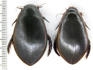 Dytiscidae Cybister Lateralimarginalis Lateralimarginalis Nw Russia Pair
