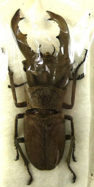 Beetles,  (fs104),  Lucanidae,  Cyclommatus Incognitus,  Siberut