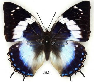 Butterfly - 1 X Mounted Female Charaxes Cithaeron Kennethi V.  Good (a1 -)