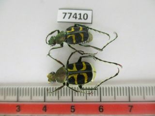 77410 Cetoniidae: Epitrichius Australis.  Vietnam.  Dak Lak