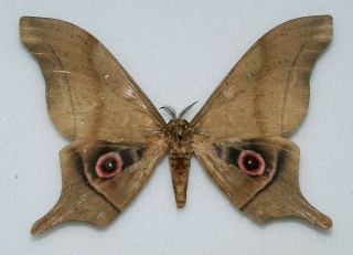 Saturniidae - Imbrasia Truncata - Male