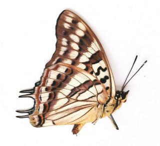 Charaxes Taverniensis From Cameroon
