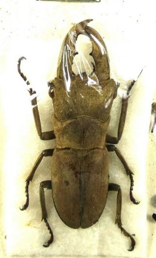 Beetles,  (fs103),  Lucanidae,  Cyclommatus Incognitus,  Siberut