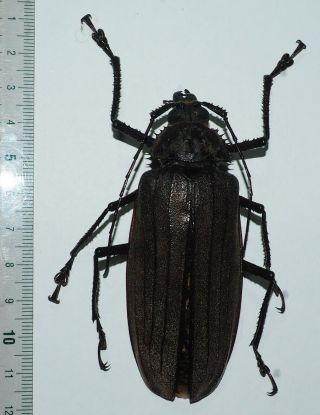 Prioninae.  Xixuthrus Microcerus Lunicollis.  86mm Buru Is.