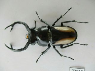 77912 Lucanidae: Rhaetulus Crenatus.  Vietnam North.  56mm