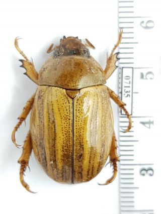Scarabaeidae,  Rutelinae Pelidnota Sp.  Panama