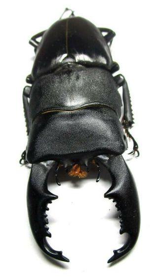 Z038 Nl Nv : Lucanidae: Dorcus Titanus Imperialis Male 86.  5mm