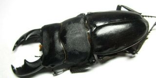Z038 NL NV : Lucanidae: Dorcus titanus imperialis male 86.  5mm 2