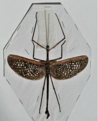 Seram Island Winged Stick Bug Anchiale Maculata Male Spread Fast From Usa