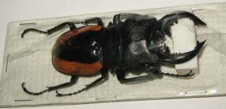 Odontolabis Walastoni Male 71mm (lucanidae)