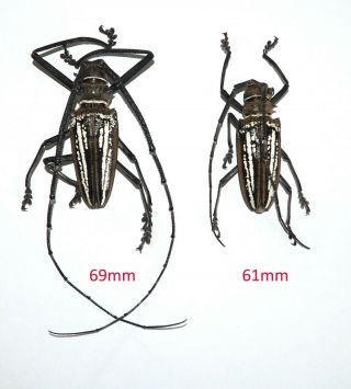 Cerambycidae.  1 Pair Batocera Wallacei.  Jayapura.