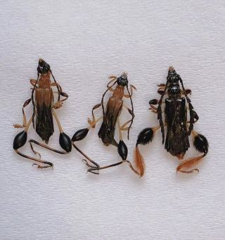 Cerambycidae Sp From Jinxiu Guangxi 01052