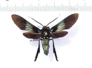 Arctiidae Zygaenidae Noctuidae Moths Sp.  110,  Honduras.  38 Mm