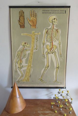 Vintage Czech Anatomical Chart Of Human And Chimp Skeleton 1960