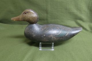 J.  M.  Hays Superior Model Black Duck