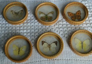 Antique Japanese 1950,  Coasters Set (6),  Real Butterflies / Wood & Glass Outside