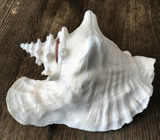 Vtg Extra Large 11 " Natural Pink Queen Conch Shell Seashell Ocean Tank Decor