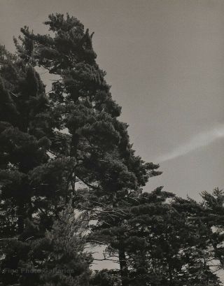 1988 Vintage Bruce Weber Pine Trees Adirondack Landscape Photo Gravure Art 12x16