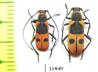 Cerambycidae,  Calchaenesthes Diversicollis,  Pair,  Iri,  Fars Prov.