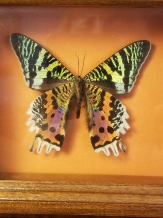 Vintage Urania Ripheus Of Madagascar Real Butterfly In Wood Shadowbox Mount