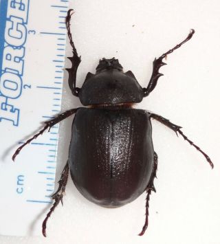 Megasoma Punctulatus Punctulatum 26.  1mm Arizona 4 Rhino Beetle Dynastinae