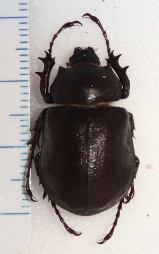 Megasoma Punctulatus Punctulatum 24.  8mm Arizona 3 Rhino Beetle Dynastinae