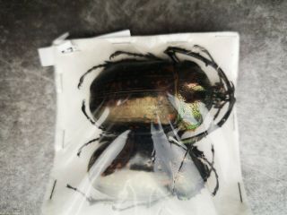 Coleoptera | Melolonthinae | Cheirotonus Gestroi | 61mm,  56mm | Pair | Big