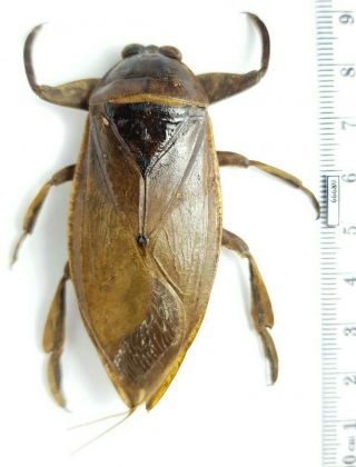 Hemiptera,  Heteroptera Belostomatidae Lethocerus Sp.  Costa Rica 70mm