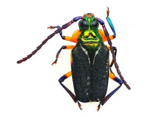 Esmeralda Coerulea Male Cerambycidae Prioninae French Guiana