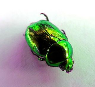 Microrutela Campa Green Beetle Taxidermy Real Insect Unmounted