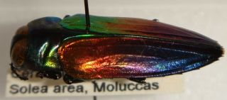 Belionota Tricolor 23mm Ceram Island Bp55 Buprestid Insect Jewel Beetle Calodema