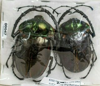 Coleoptera | Melolonthinae | Cheirotonus Jansoni | 56mm,  65mm | Set 2 Males