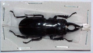 Odontolabis Hamdjahi - Unmounted Beetle